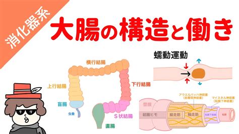 大腸 方向|大腸の構造と働き 